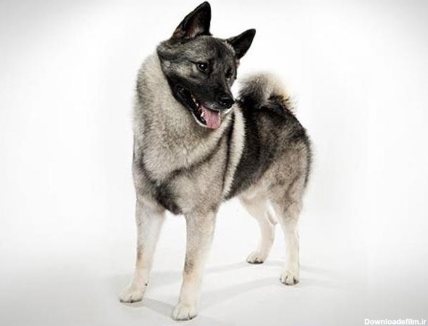 سگ نروجین الکهاند | Norwegian Elkhound