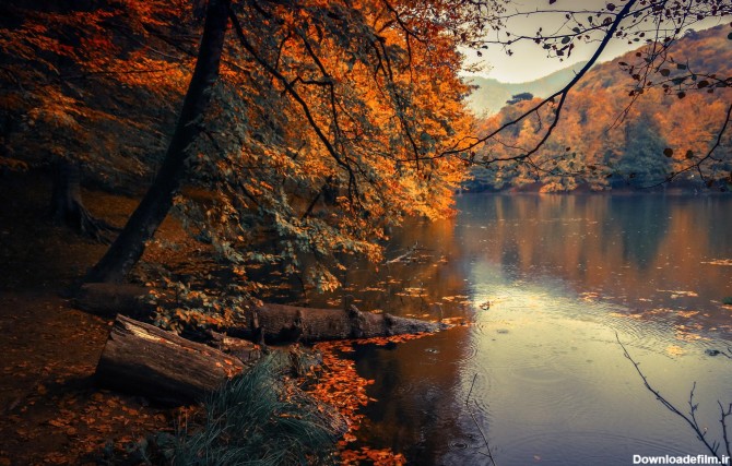 عکس زمینه درختان پاییزی در کنار دریاچه پس زمینه | والپیپر گرام
