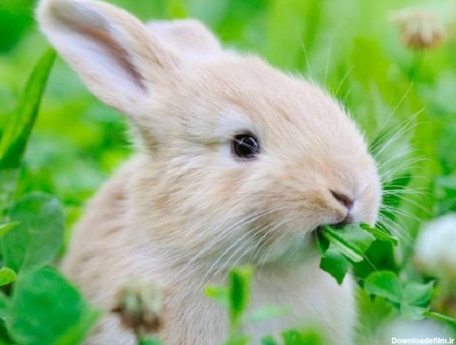 آشنایی با غذای بچه خرگوش تا دو ماهگی!- پت پرس