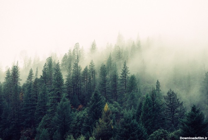 عکس زمینه درختان در جنگل سبز و مه پس زمینه | والپیپر گرام