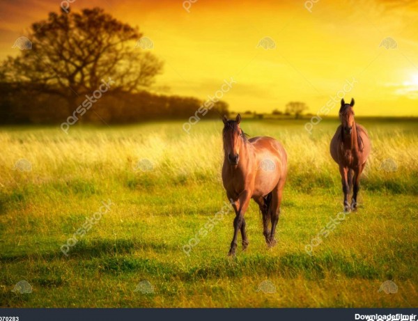 دو اسب در چمن زار در غروب آفتاب 1070283
