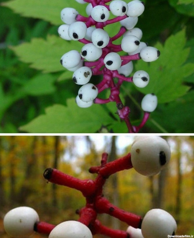 عکس / یکی از عجیب ترین گیاهان جهان ، چشم عروسک ! - تسنیم