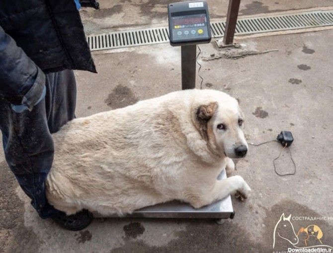 اشعه ایکس، به چاق‌ترین سگ ولگرد جهان اثر نمی‌کند - همشهری آنلاین