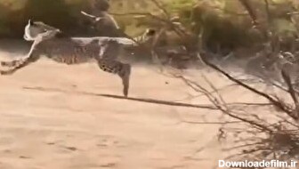 ببینید یوزپلنگ چطور از شکار جلو می‌زنه و اون رو می‌گیره/ سرعتی باورنکردنی (فیلم)