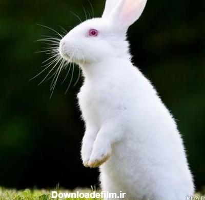 عکس خرگوش چشم قرمز سفید