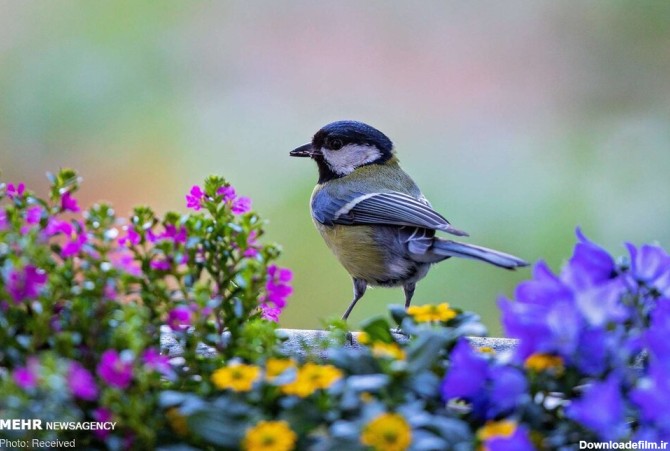 تصاویر زیبا از بهار حیوانات - جهان نيوز