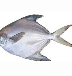 عکس ماهی حلوا سفید
