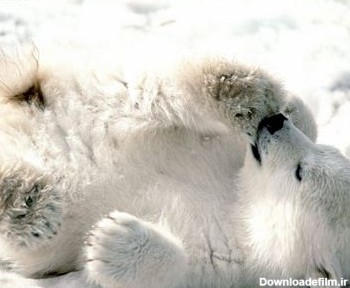 توله خرس بازمره polar bear baby