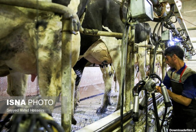 تصاویر: مراحل پرورش و نگهداری گاو در گاوداری