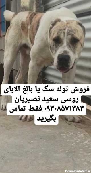 توله ۵۰روز سگ الابای - خدمات دام و حیوانات خانگی