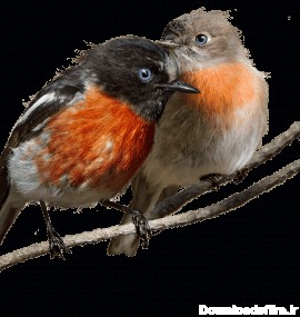 انواع عکس پرنده PNG رایگان – پارس پی ان جی ParsPNG