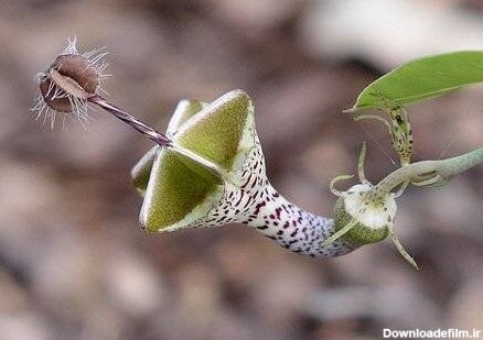 عکس| ۵ گونه از ترسناک‌ترین و عجیب‌ترین گیاهان دنیا