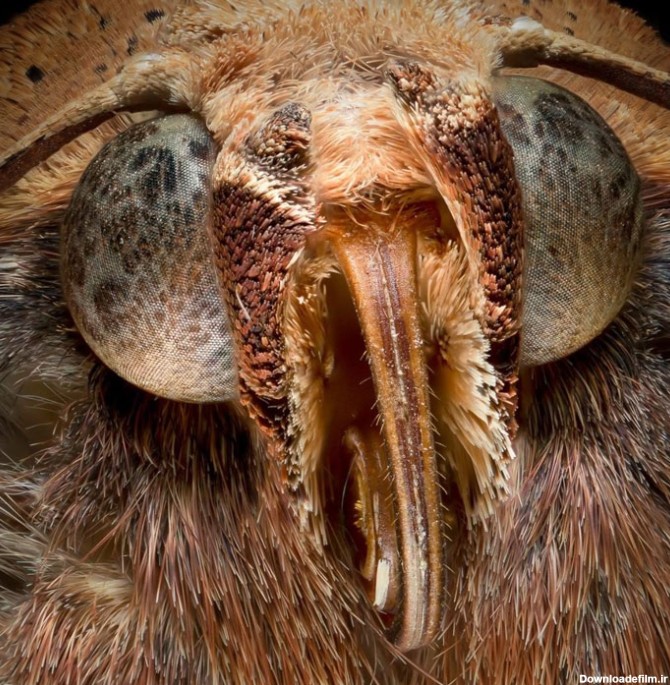 چهره ها | چند عکس ماکرو از حشرات و موجودات کوچک - متمم
