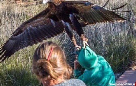 عقابی که انسان شکار می کند + تصاویر