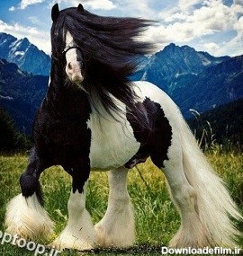 funny-long-hair-horse-field.jpg
