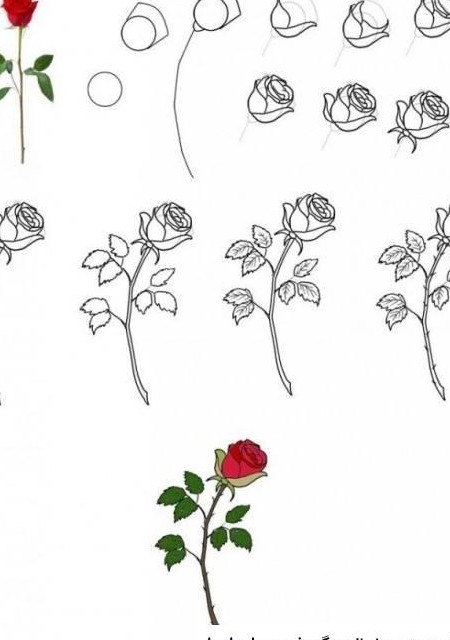 نقاشی های زیبای گل رز