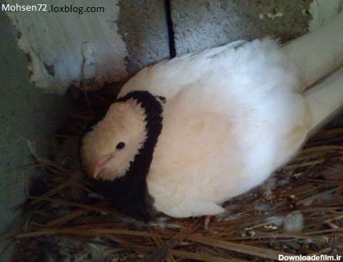 کبوتر بوشهر | کبوتر طوقی ماده
