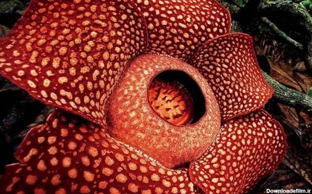 10 گیاه عجیب در دنیا که همه به دنبال آن هستند