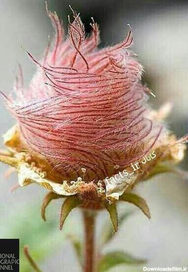 یکی از زیباترین و کمیاب ترین گل‌های رز دنیا
