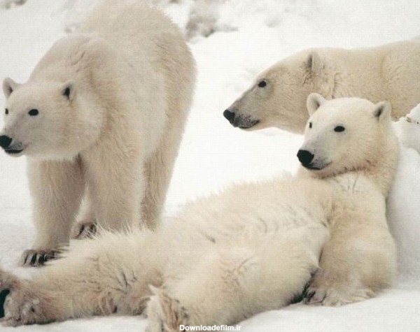 عکس پروفایل جالب و بانمک خرس های قطبی برای واتساپ