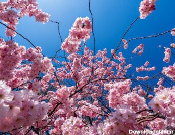 دانلود عکس شکوفه های گیلاس زیبا با گل های صورتی