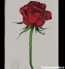 خرید و قیمت نقاشی گل رز با تکنیک خودکار رنگی | ترب
