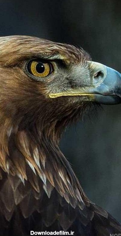 عکس عقاب زنده - عکس نودی