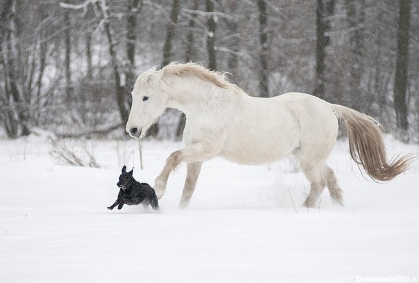 Lipizaner زمستانی برفی سگ اسب اسبی توسط OffiDocs برای