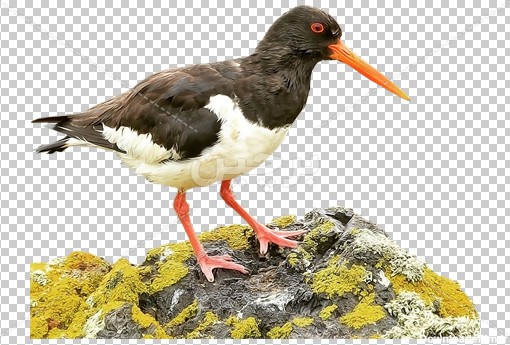 Borchin-ir-bird wild animal photo_24_PNG عکس پرنده روی صخره۲