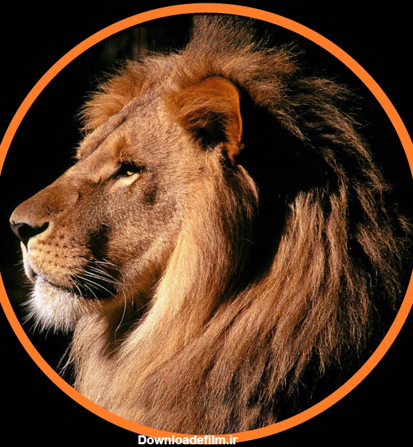 عکس پروفایل شیر سلطان جنگل به صورت دایره