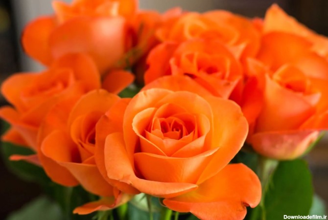 معرفی 10 گل رز مناسب برای باغچه | خرید گل گندم VIP