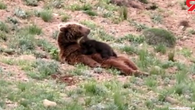 فیلم دیدنی از شیردادن خرس قهوه ای به بچه اش / در پارک ملی گستان رخ داد
