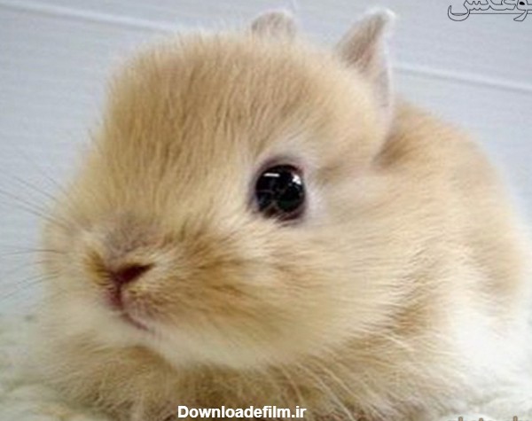 بچه خرگوش با چشمان درشت funny rabbit baby