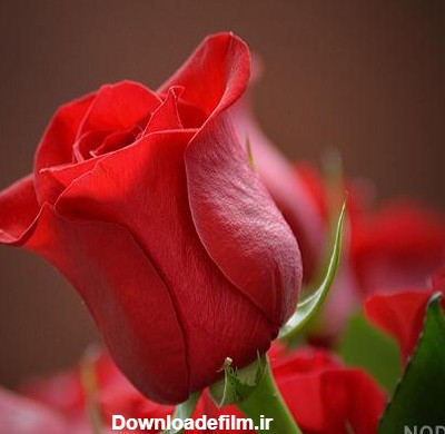 عکس گل زیبا سرخ