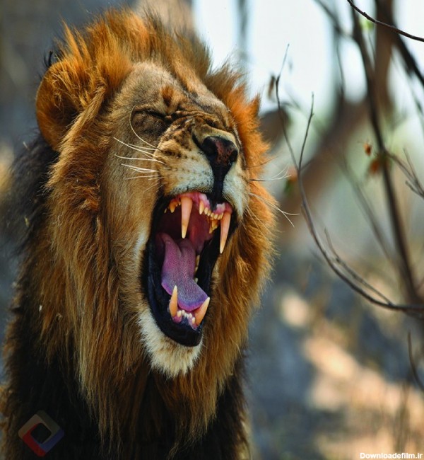 عکس شیر سلطان جنگل | The Lion King of the Jungle | حیوانات | فایل ...