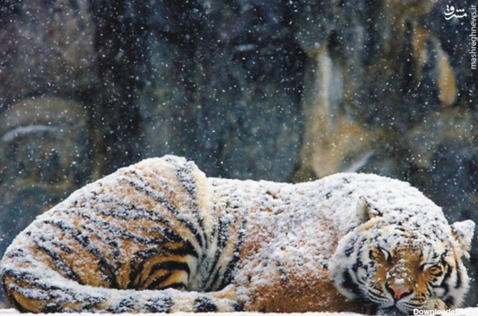 خواب راحت یک ببر در زیر بارش برف+عکس