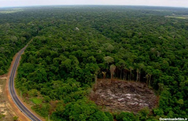 درختان جنگل آمازون