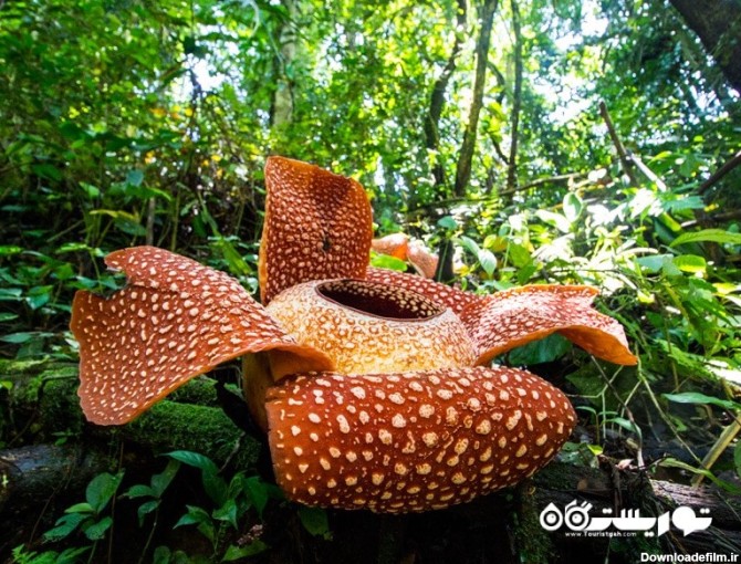 با 10 مورد از عجیب ترین گونه های گیاهی دنیا آشنا شوید ...