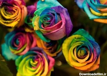 تصاویر جالب: گران‌ترین گل رز دنیا - تابناک | TABNAK