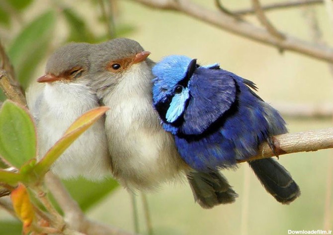 ترفند پرندگان زیبای کوچک برای گرم شدن در سرما
