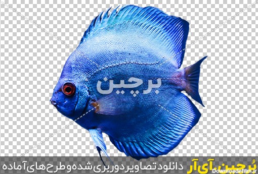 Borchin-ir-transparent osean kinds of fish PNG image_29 ماهی کوچک به رنگ آبی png