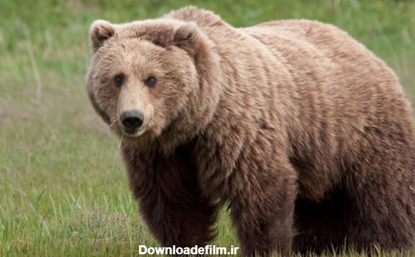 باز هم کشته شدن حیوانات؛ این‌بار یک خرس قهوه‌ای در آمل/ عکس ...