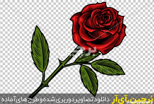 Borchin-ir-single-beautiful-red-rose یک شاخه گل رز زیبا png2