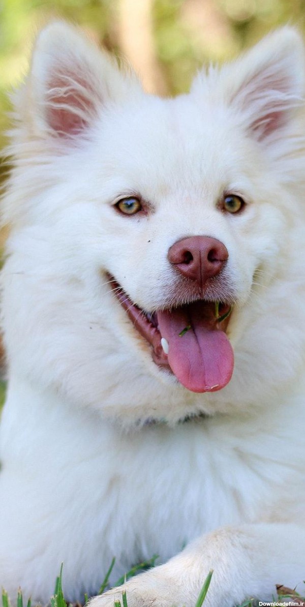 عکس زمینه سگ سفید خوشگل در چمن پس زمینه | والپیپر گرام