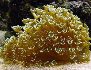 مشخصات، قیمت و خرید مرجان شقایق سنگ شاخه ای - Branched Alveopora Coral