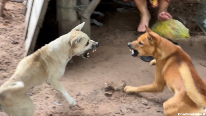 دعوای سگ ها - مبارزه دیدنی سگ ها - گروه سگ ها
