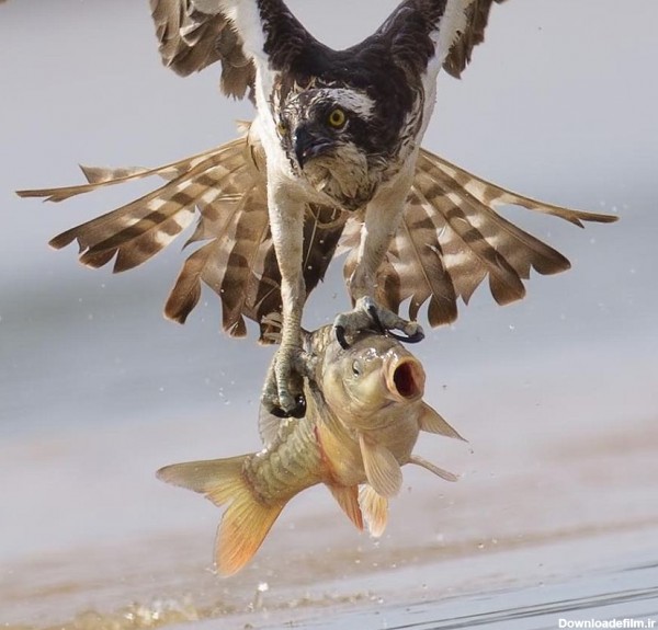 خبرآنلاین - صحنه های استثنایی از عقاب ماهیگیر در حال شکار