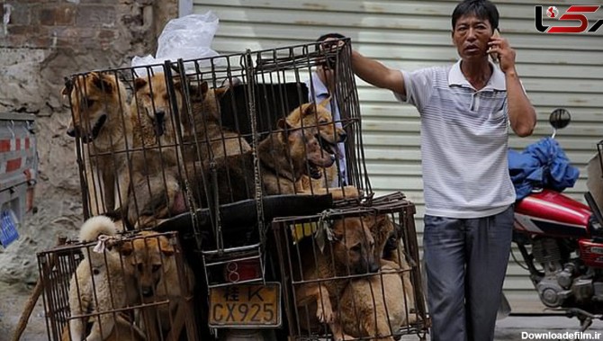 فروش سگ در بازار چین برای پختن ! + عکس و فیلم دردناک
