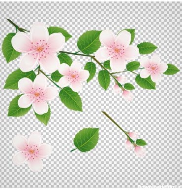 تصویر دوربری شده و بدون پس زمینه شکوفه های سفید روی شاخه با فرمت پی ان جی