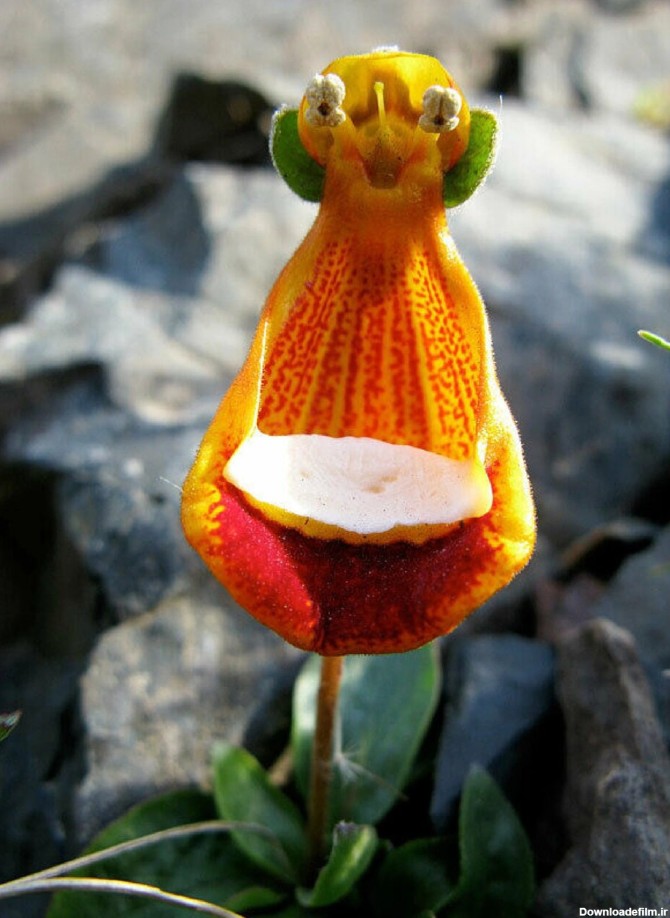 عکس | عجیبترین گیاهان دنیا ؛ ادابازی گل‌ها را ببینید ...